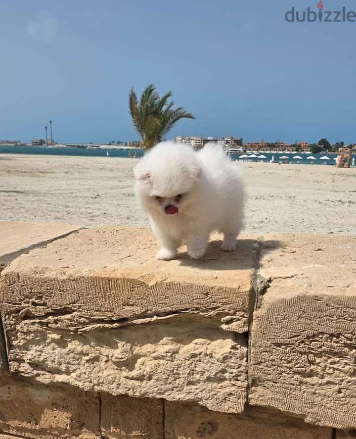Pomeranian puppy 3