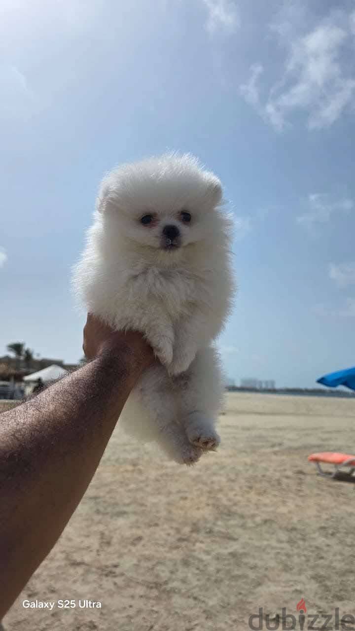 Pomeranian puppy 4
