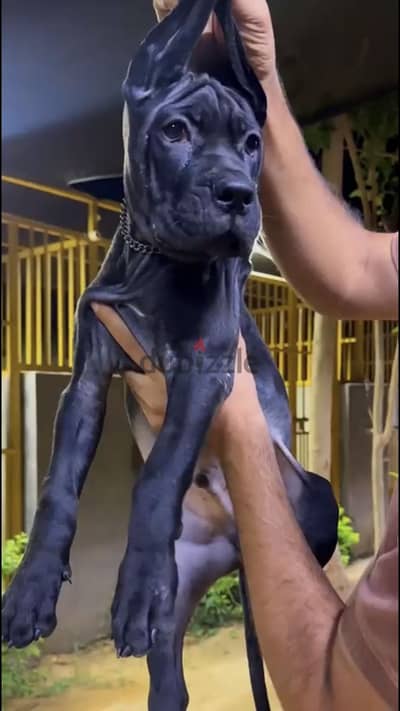 جرو كين كورس ٧٠يوم