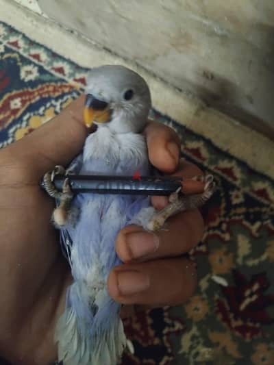 زغلولين روز لون نادر بيحبو اللعب اوي وبياكلة بالمعلقة وبيحب  اللعب اوي