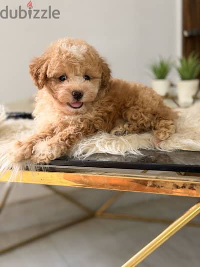 Toypoodle poodle بودل maltipoo مالتيبو