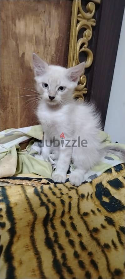 قط  سيامي مخلط مع رادغول لعبي جدا و شقي