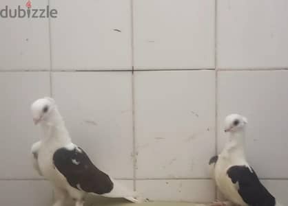 اص بنيدي بيتكلم عن نفسه