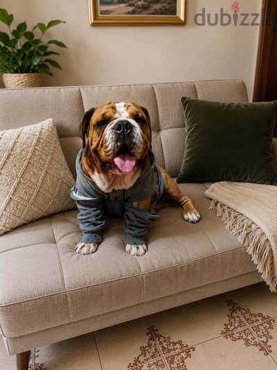 pitbull & englich bulldog                       بيتبول & إنجلش بولدوج