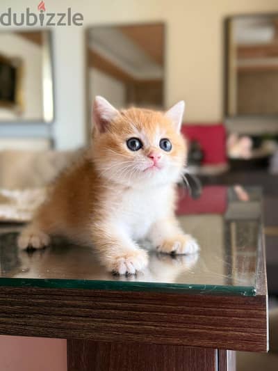 كيتنز سكوتش فولد واستريت للبيع