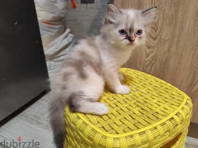 Persian cat 
