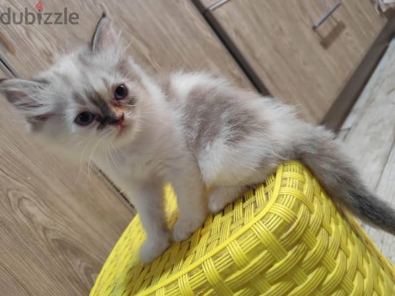 Persian cat  1
