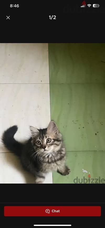 قطة ليل تبني