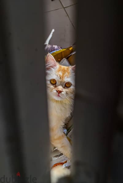 كيتي. طالبه الزواج