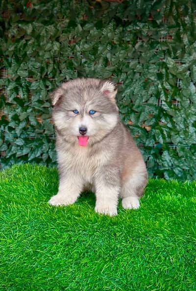 اجمل جراوى هاسكى والسكا جاهزه تروح بيتها الجديد  alaskan husky