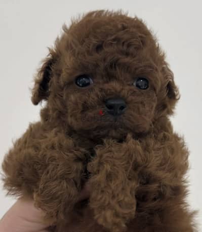 Poodle puppyy