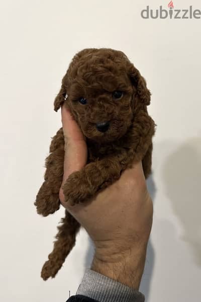 Poodle_بودل _poodle