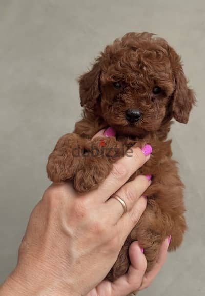 Poodle toy _poodle _toy