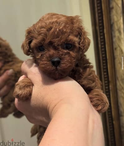 Teacup poodle