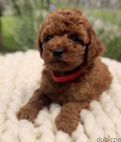 Poodel puppy بودل puppy poodle