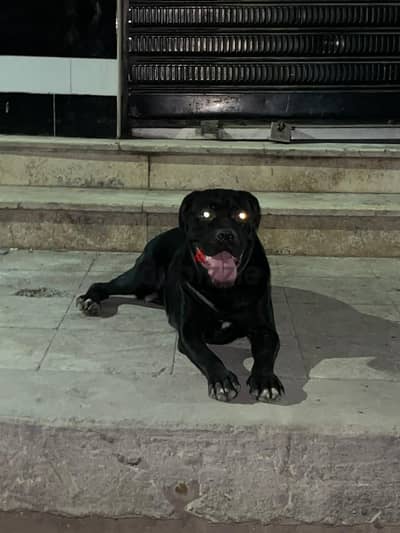 Cancorso dog