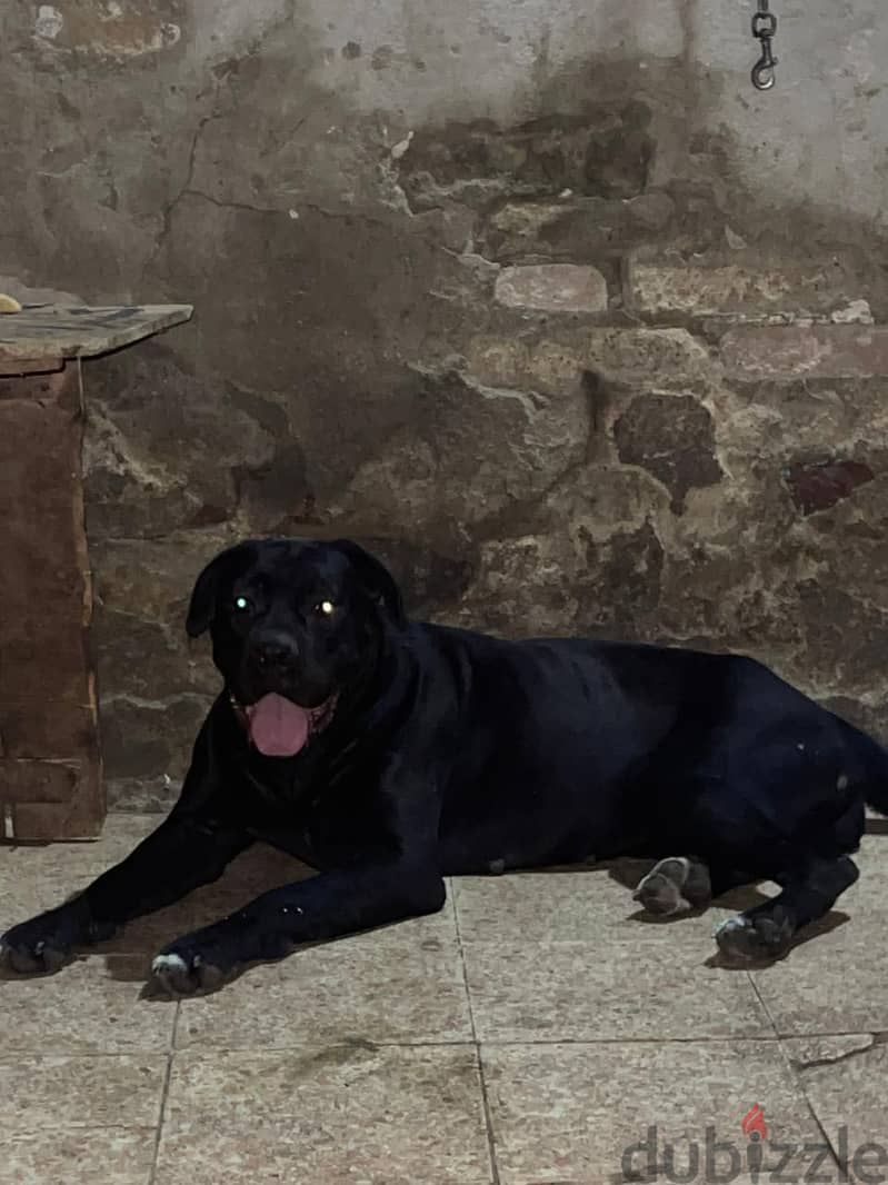 Cancorso dog 1