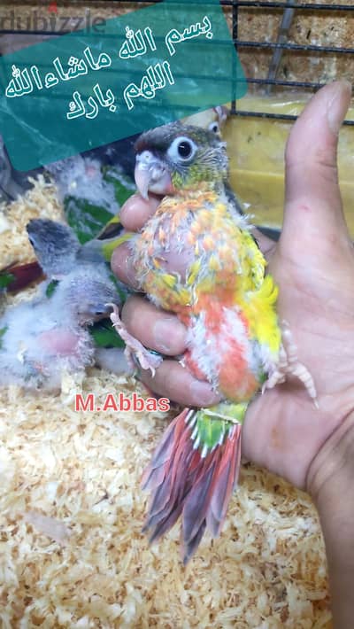 لعشاق التدريب والتأكيل اليدوى فروخ بغبغانات كنيور  جرين شكد هاى رد
