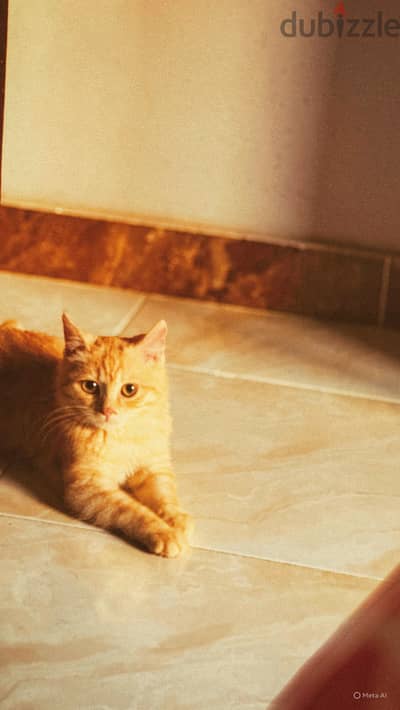 3 months old cat orangecat
