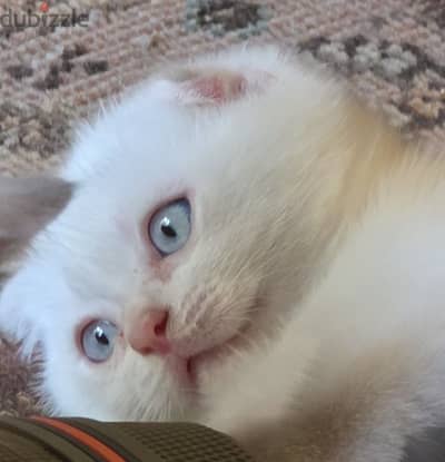 scottish fold