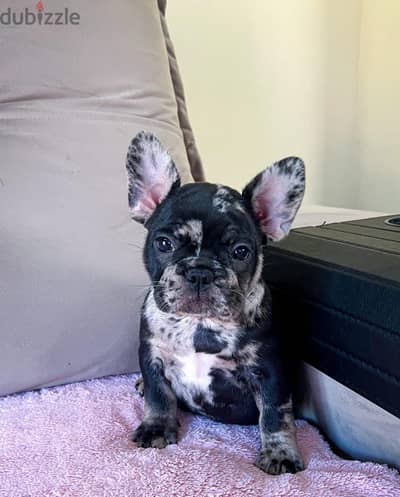 French bulldog فرينش بولدوج