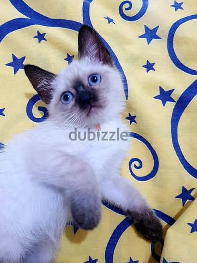 Siamese kittens pure قطط سيامي سيامى بيور