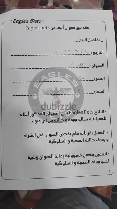 الحي التاني محليه 33 عماره 13أ العبور