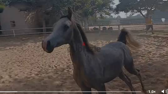 arabian horse 2 years old very good bloodline very gentle, negotiable