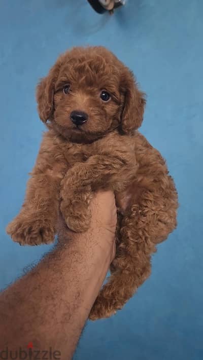 toop quite tooy poodle