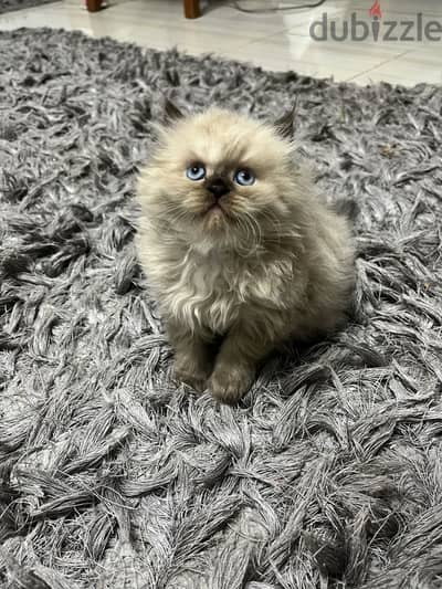 قطه هيمالايا