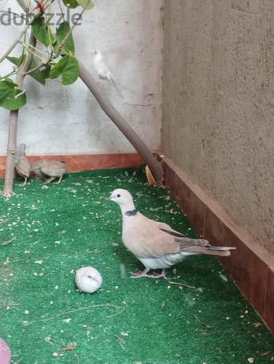 نتايه يمام قمري