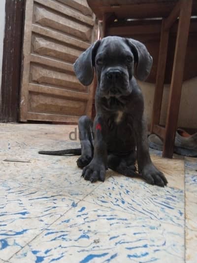 جرو كين كورسو cane corso