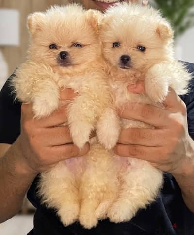 Pomeranian  ((( Teacup ))  Available Now in Egypt بومرينيان  &  poodle
