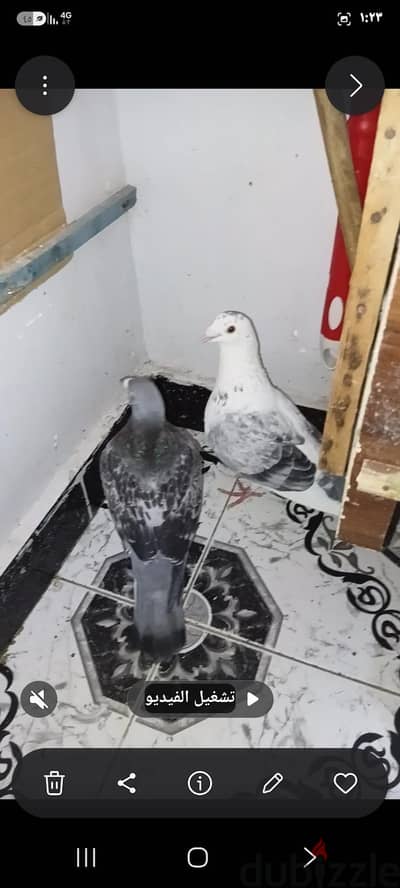 قص زواجل من الممنوعات