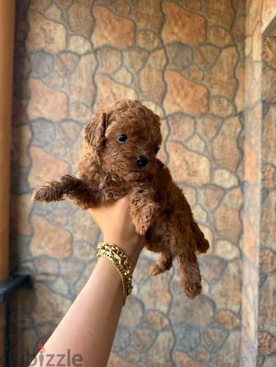 poodle female 3 months