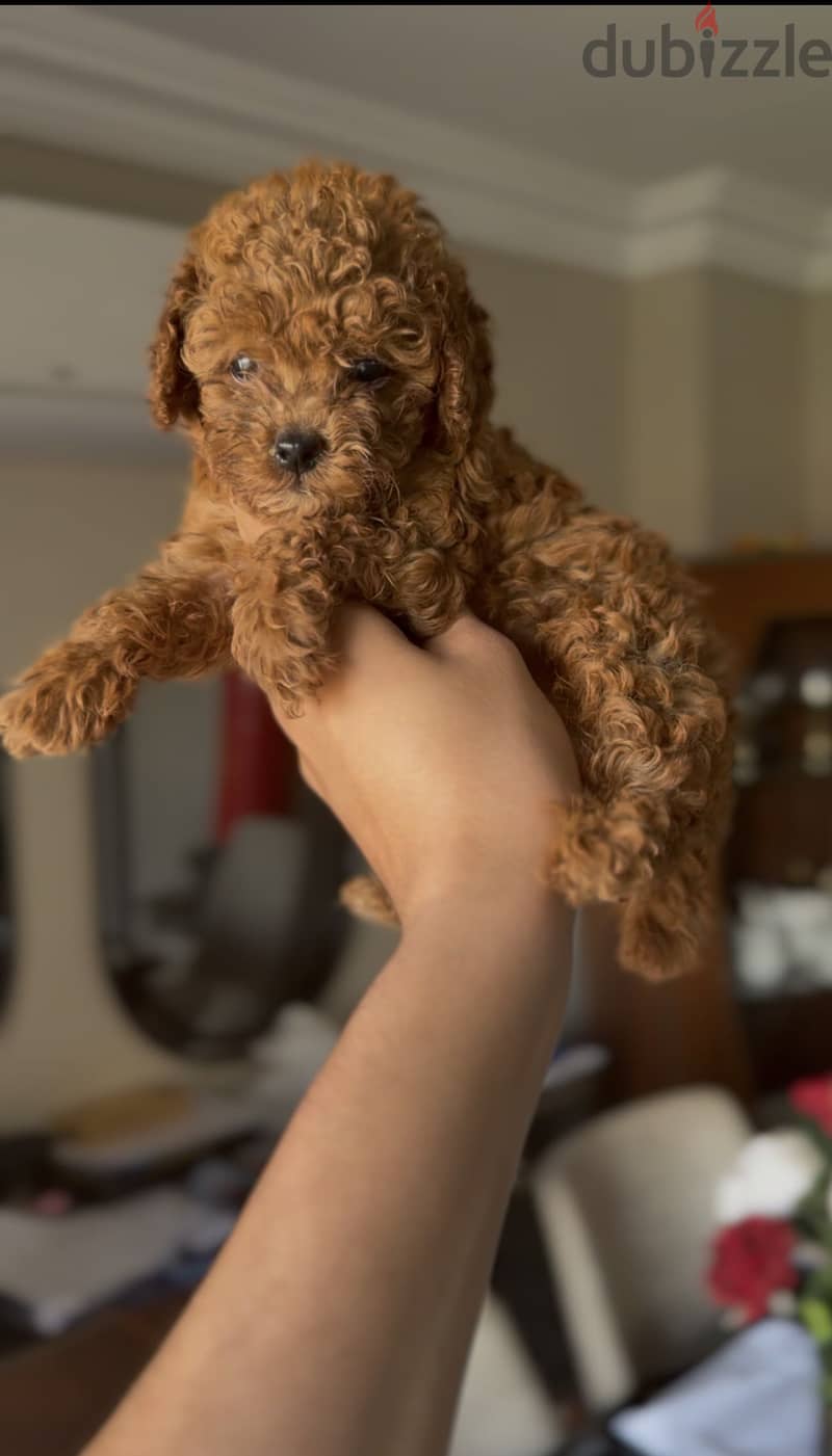 poodle female 3 months 1