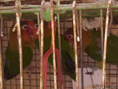 عصافير فيشر