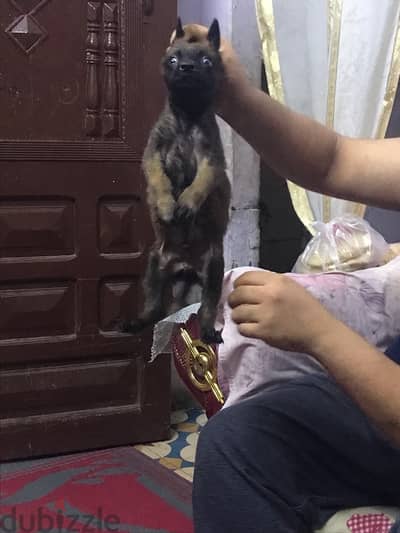 دكر مالينو55يوم شربوني