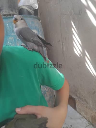 عصفير روز تاكيل يدوي