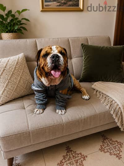 pitbull & englich bulldog.              بيتبول &إنجلش بولدوج