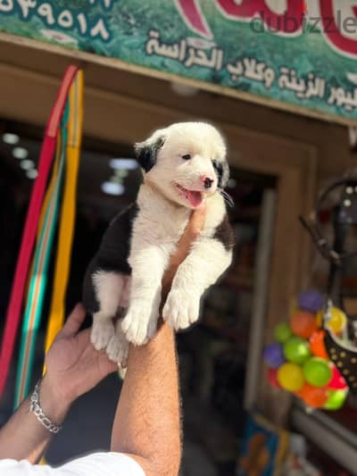 جروايه 45يوم بتحب اللعب