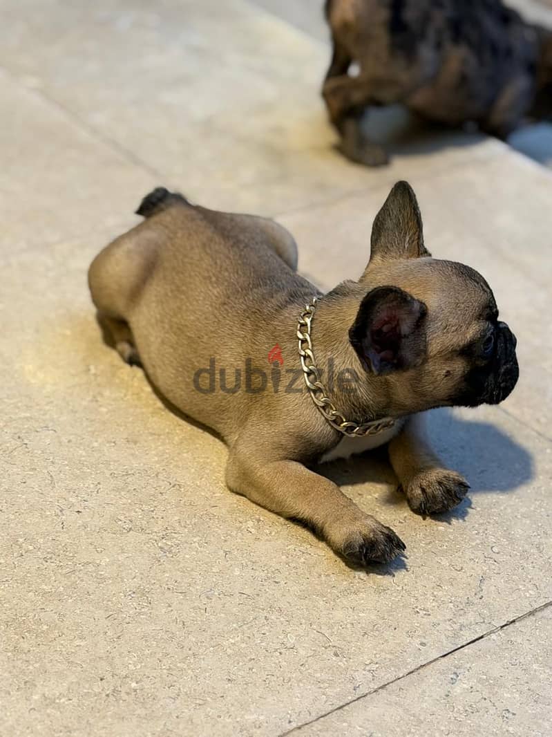 فرنش بلودوج 1