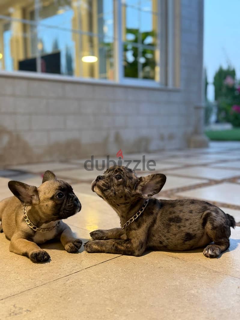 فرنش بلودوج 2