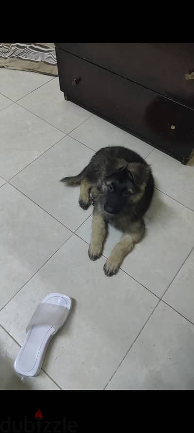 دكر جيرمن شهرين ونص