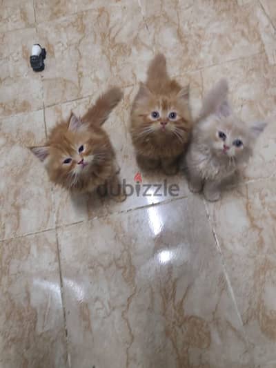 2 male and 1 female cat