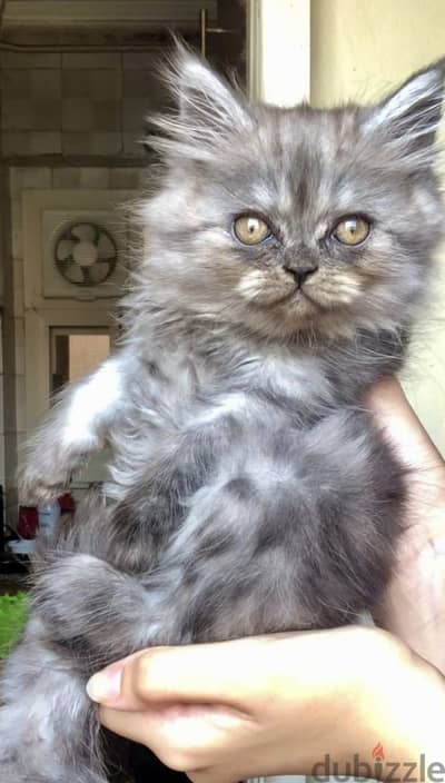 Shirazi Kitten Female Half-Peke - قطة شيرازي بنت