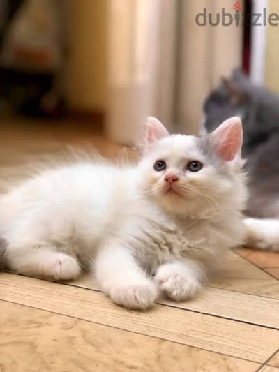 Shirazi Kitten Female Moon Face - قطة شيرازي بنت
