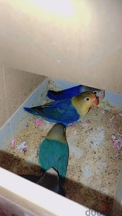 عصافير فيشر للبيع