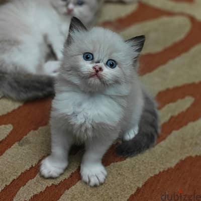 Seal bicolor Ragdoll راغدول راجدول