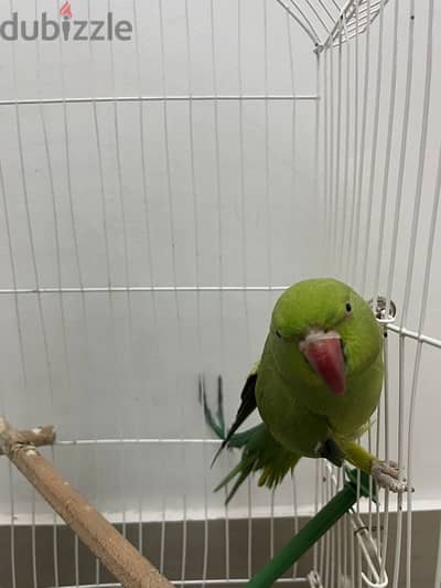 بغبغاء هندي درة